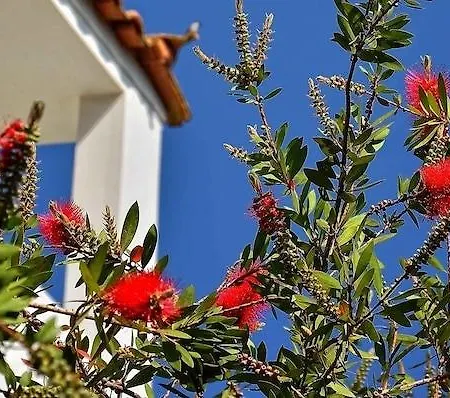 Sunny Days Hotel Tigkaki (Kos)